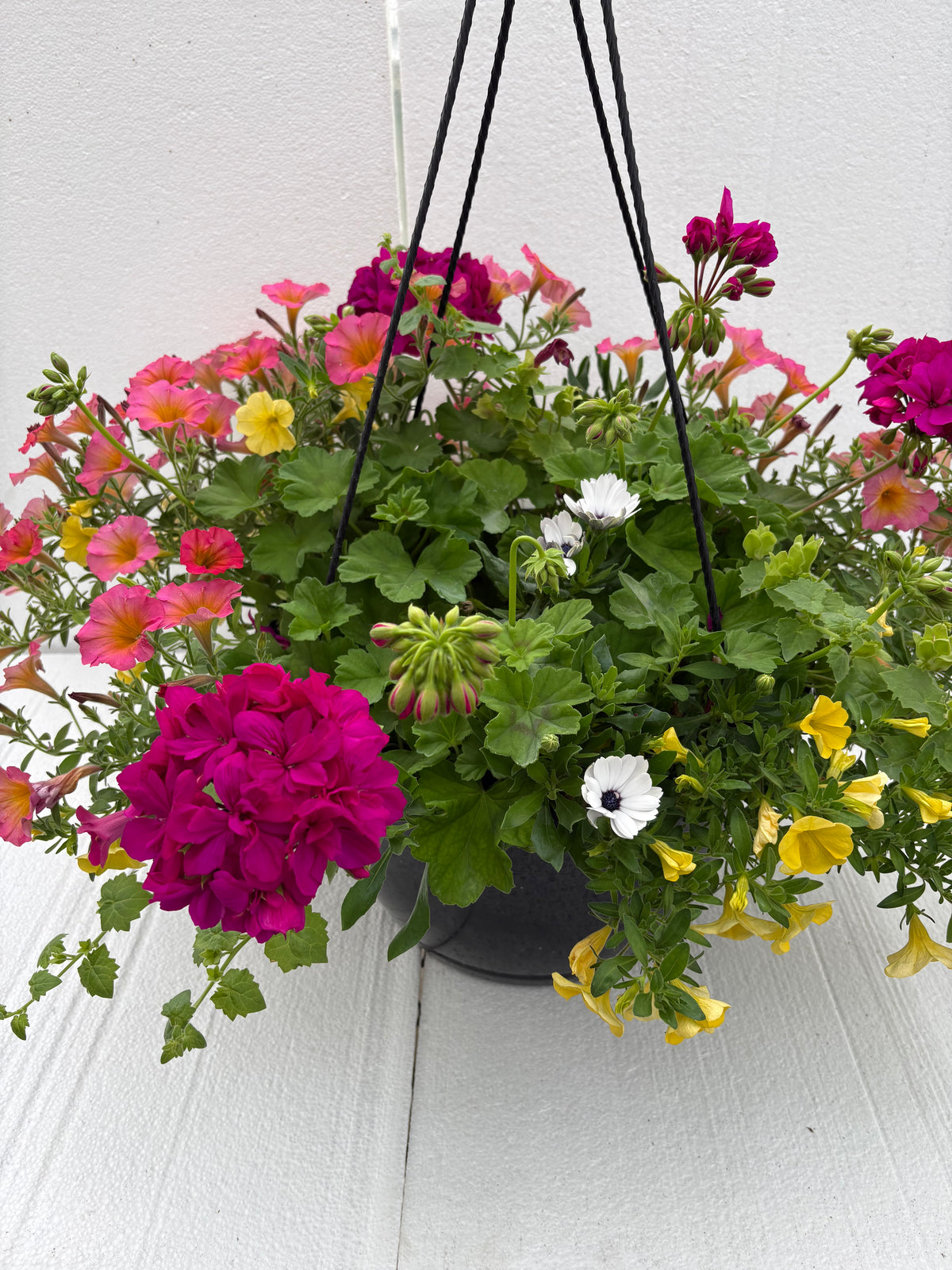 Hanging Basket - Summer Sunset
