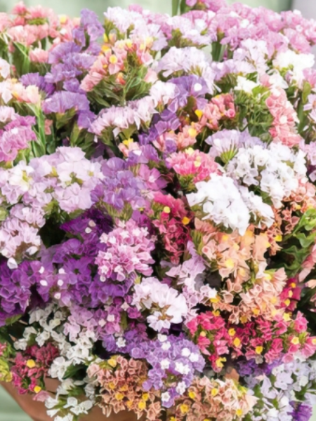 Statice - Limonium Pastel Shades Mix