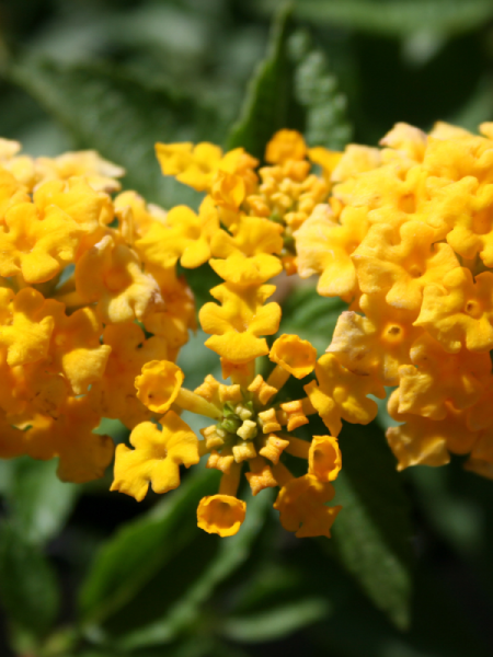 Lantana - New Gold