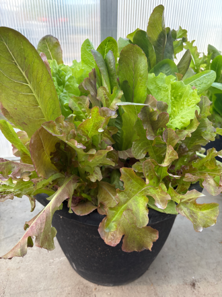 Container - Lettuce Summer Picnic Mix