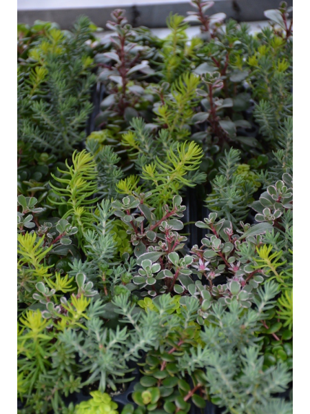 Sedum - Creeping Mixed