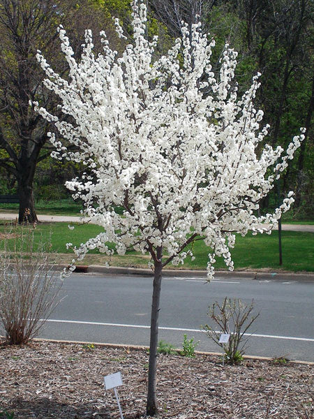 Cherry and Plum Trees – Calgary Plants