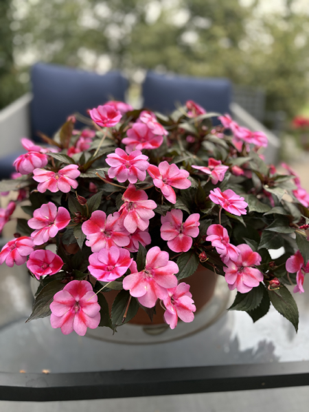 Container Oval 16"L x 5.5"H with Sunpatiens - Compact Red Candy