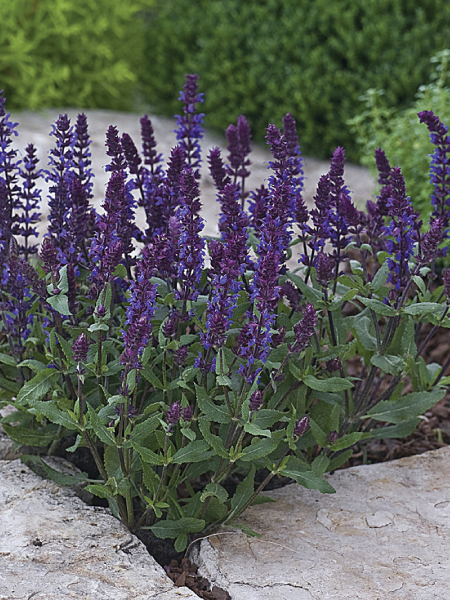 Salvia -New Dimension Blue