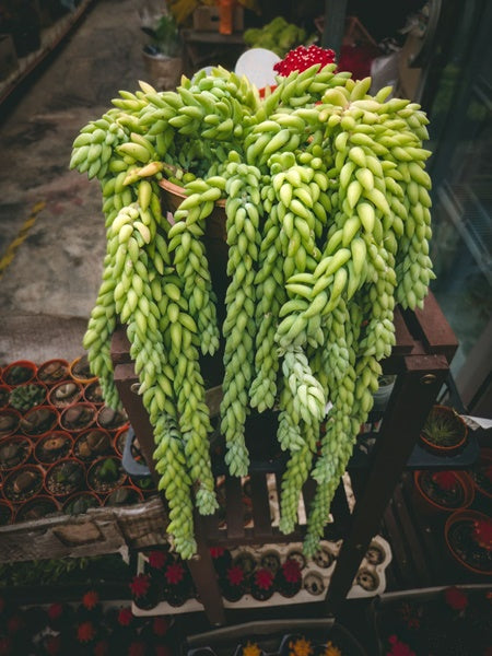 Hanging Basket - Sedum Creeping Morganianum Donkey