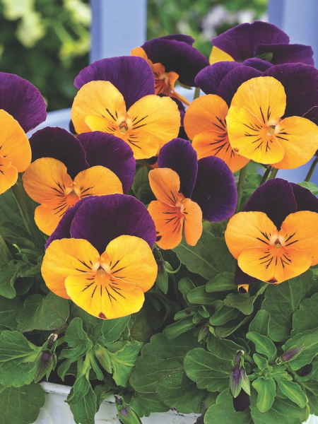 Violet - Penny Pro Orange Jump Up