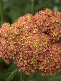 Achillea Yarrow Desert Eve Terracotta