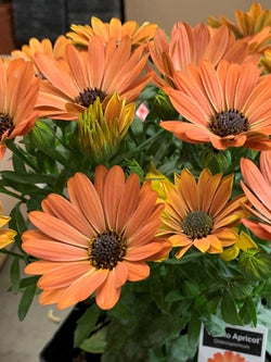 African Daisy - Gelato Apricot