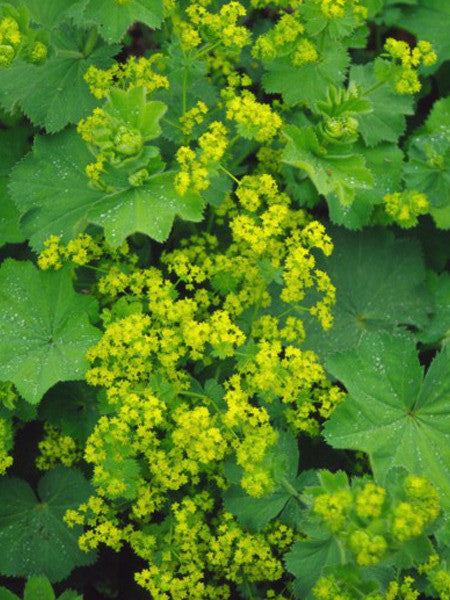 Lady's Mantle Mollis