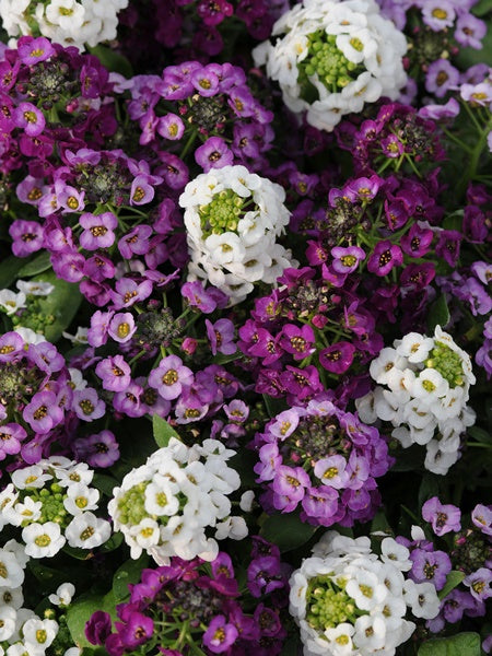 Alyssum - Clear Crystal Mix