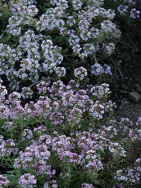 Alyssum - Clear Crystal Lavender Shades