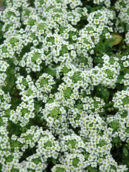 Alyssum - Clear Crystal White
