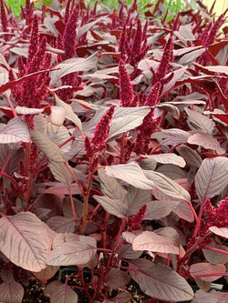 Amaranthus - Velvet Curtains
