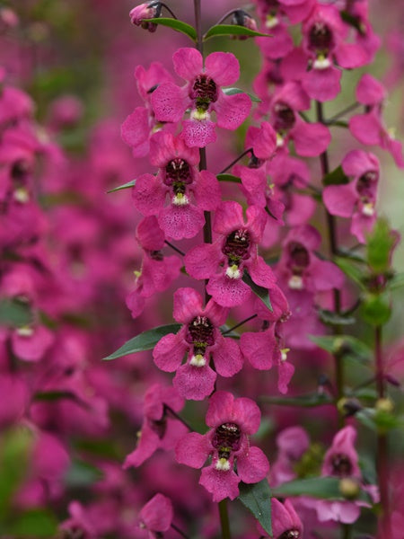 Angelonia - Serena Rose