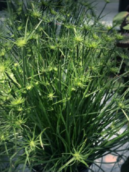 Annual Grass - Cyperus Little Prince