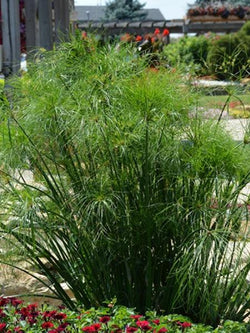 Annual Grass - King Tut