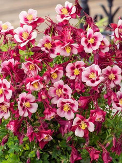 Aquilegia Columbine - Early Bird Red White