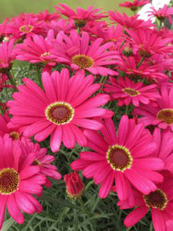 Argyranthemum - Grandaisy® Dark Pink