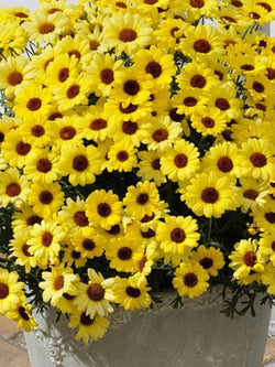 Argyranthemum - Grandaisy® Yellow