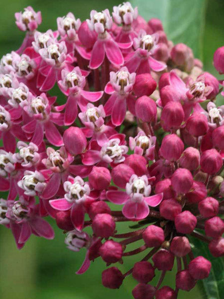 Milkweed Cinderella Asclepias