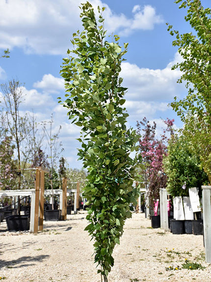 Columnar Trees Calgary | Columnar Fruit Trees Alberta | Columnar Tree ...