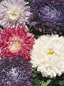 Aster - Ball Florist Mix
