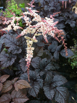 Astilbe - Chocolate Shogun