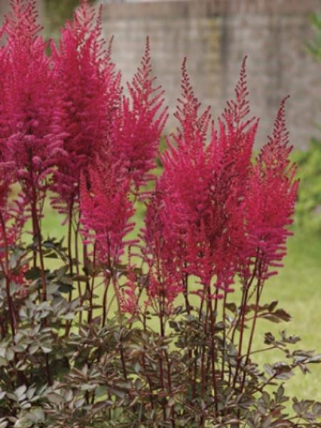 Astilbe - Chinese Mighty Chocolate Cherry