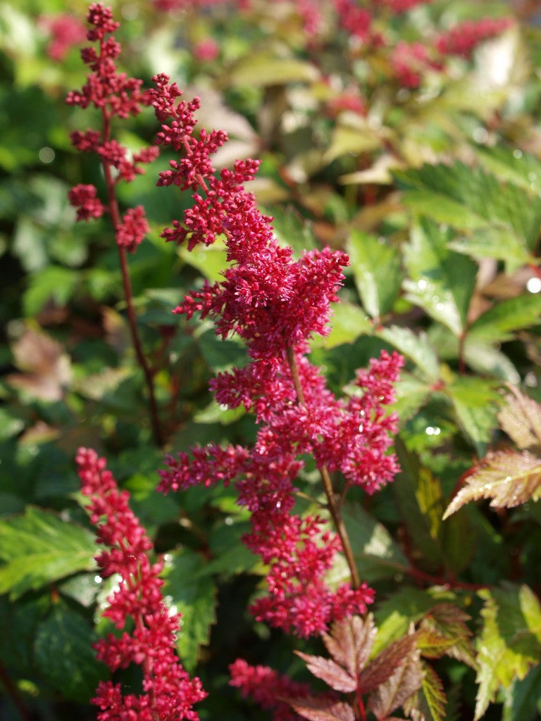 Astilbe - Red