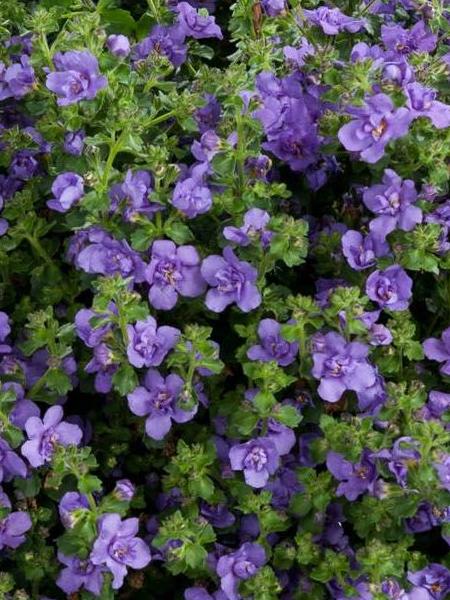 Bacopa Scopia Double Indigo