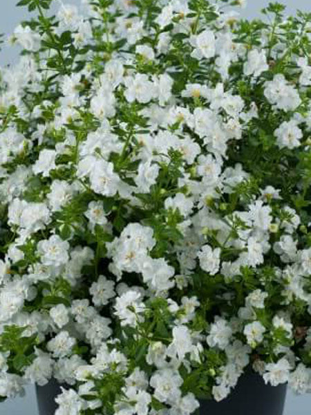 Bacopa - Scopia® Double Snowball
