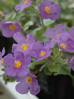 Bacopa - Scopia® Gulliver Blue