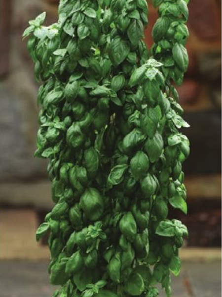 Herb - Basil Everleaf Emerald Towers