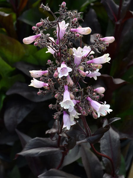 Penstemon - Beard Tongue  Dark Towers