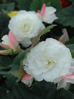 Begonia - Nonstop® Appleblossom
