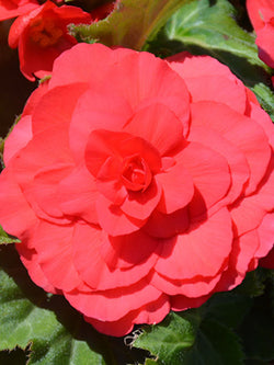 Begonia - Nonstop® Deep Rose