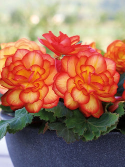 Begonia - Nonstop® Fire