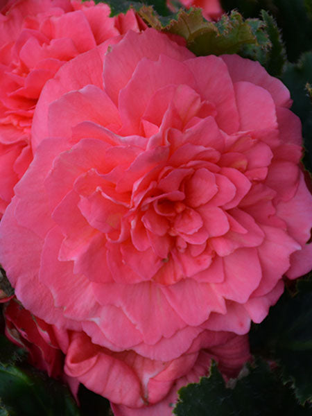 Begonia - Nonstop® Pink