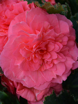 Begonia - Nonstop® Pink