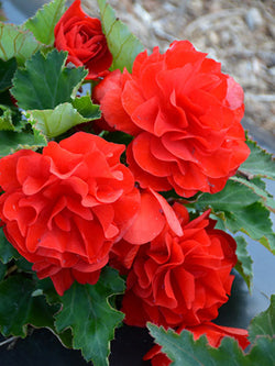 Begonia - Nonstop® Red