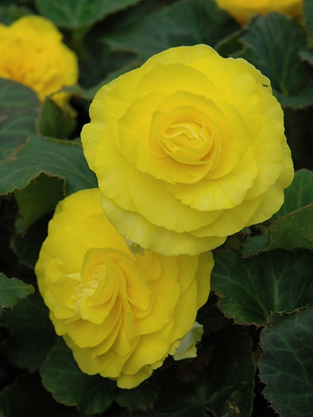 Begonia - Nonstop Yellow