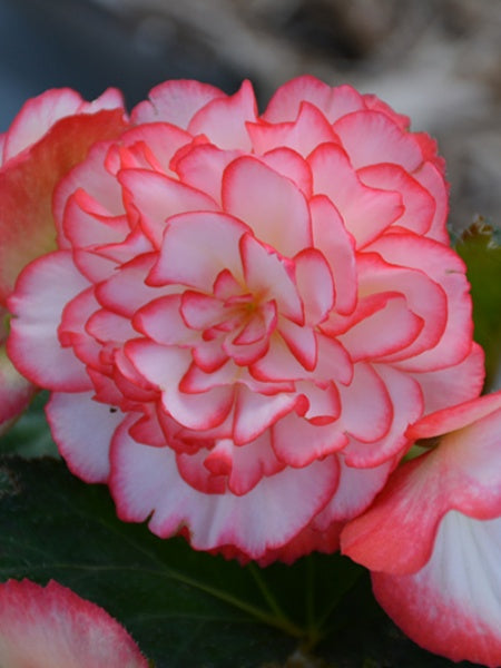 Begonia - Nonstop® Rose Picotee