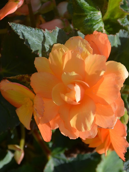 Begonia - Illumination® Apricot Shades