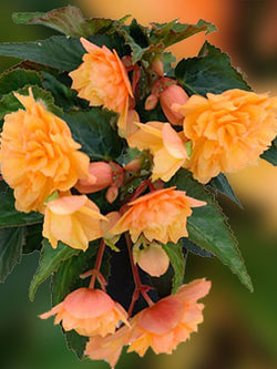Begonia - Belleconia Mango