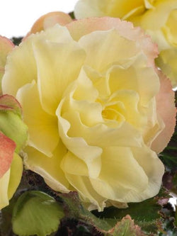 Begonia - Fragrant® Falls Lemon