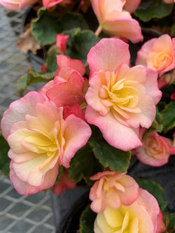 Begonia - Hiemalis Glory Bicolor
