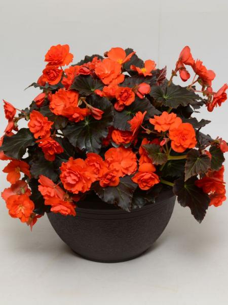 Begonia - Hiemalis Solenia Chocolate Orange
