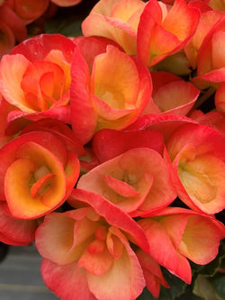 Begonia - Hiemalis Carneval