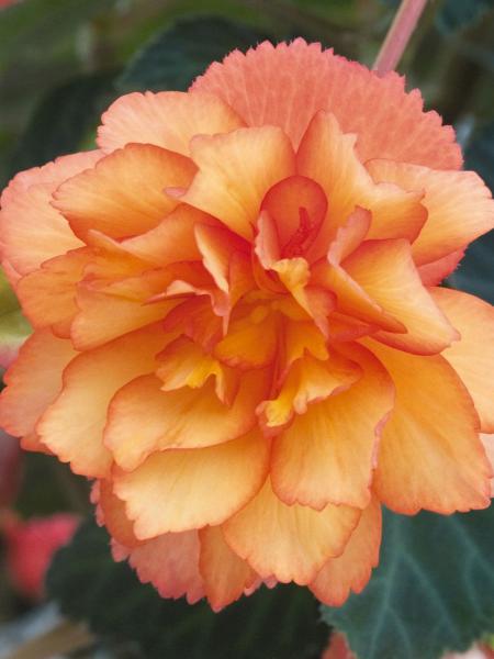 Hanging Basket - Begonia Illumination Golden Picotee with Spillers