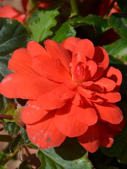 Begonia - Illumination Rose
